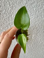 Alocasia Cucullata baby plant 🌱