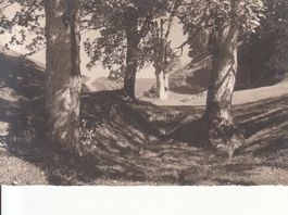 Motivkarte Bäume 1925