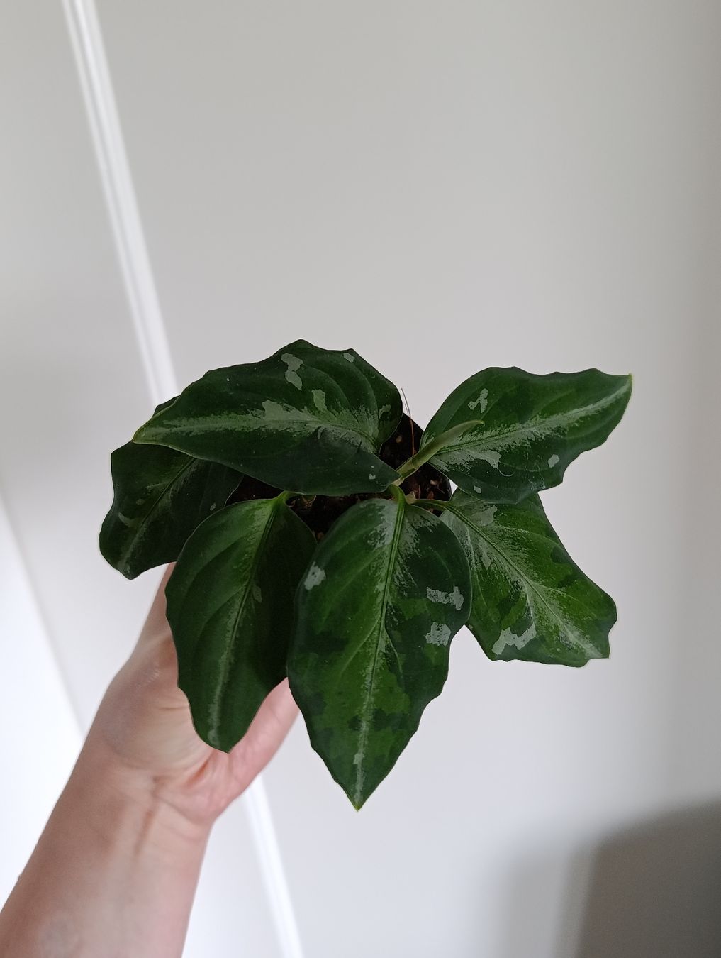 Piante & sementi: Aglaonema pictum tricolor – Usato da Baar venduto da L.isa28