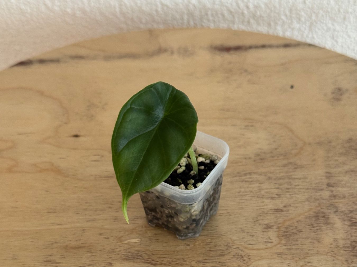 Piante & sementi: Alocasia Dragon Scale Baby – Usato da Goldau venduto da pflanzly