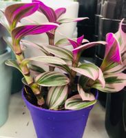 Tradescantia albiflora “NANOUK” 20 cm ↕️ Zimmerpflanze