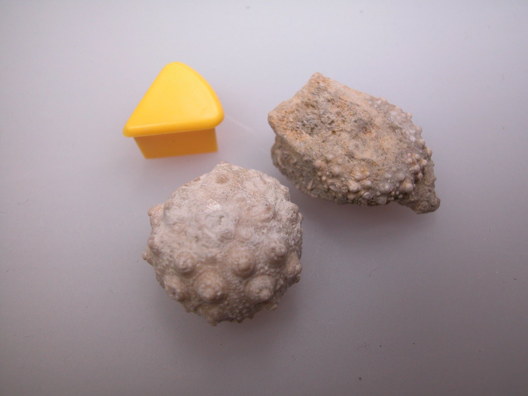 Fossili: Fossilien 2 versteinerte Seeigel aus Frankreich – Usato da buch am irchel venduto da Hildoceras