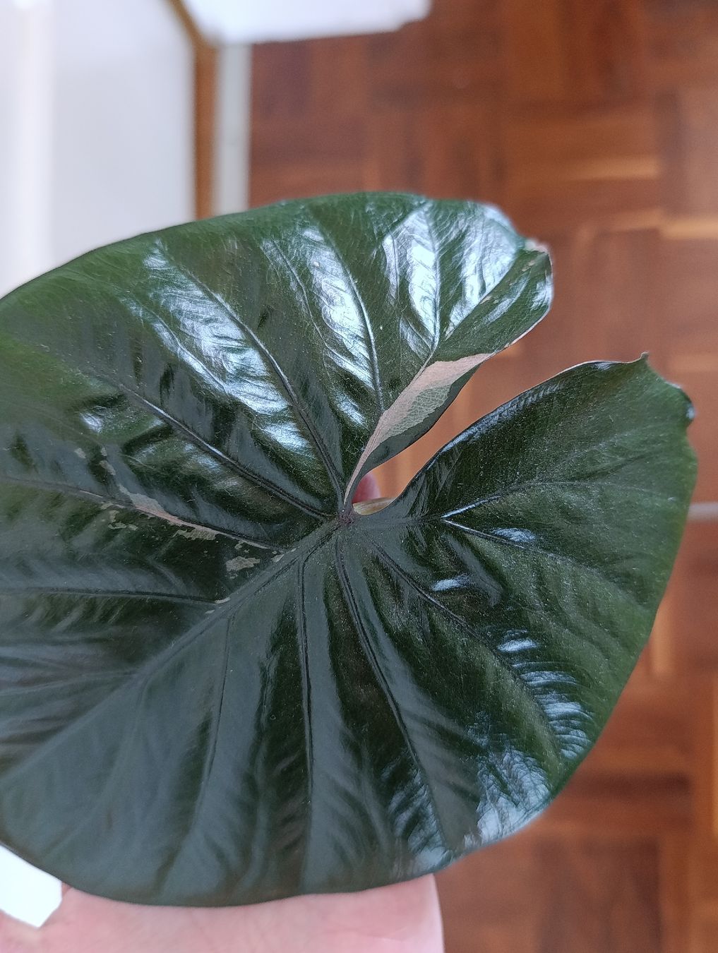 Piante & sementi: Alocasia Serendipity pink variegata – Usato da Baar venduto da L.isa28 3
