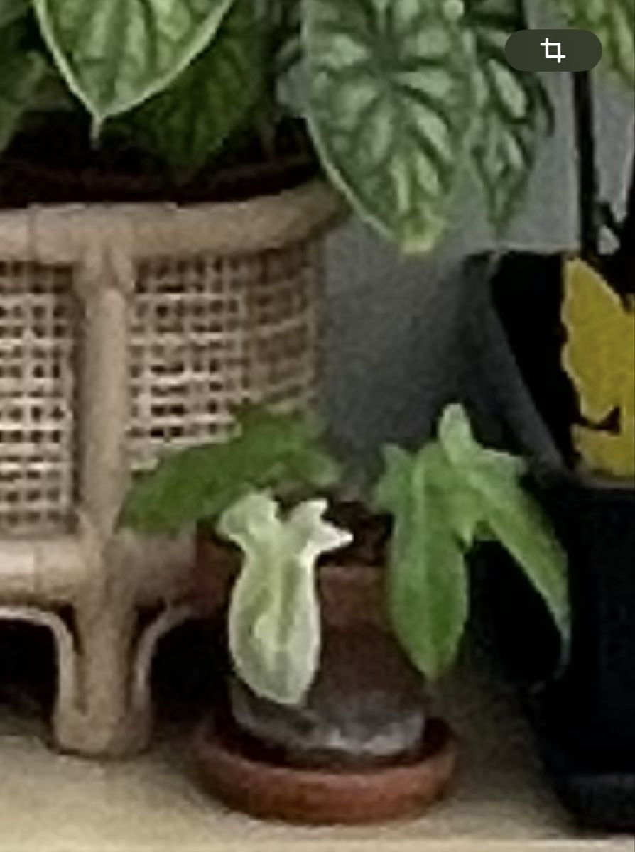 Piante & sementi: Philodendron Florida Ghost – Usato da Reinach BL venduto da isa_cgz8 4