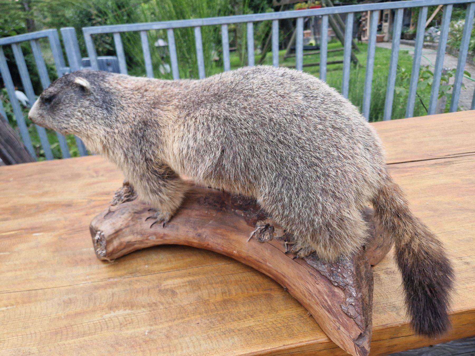 Monde des animaux: Murmeltier – D'occasion à Wetzikon ZH par Hella73 1