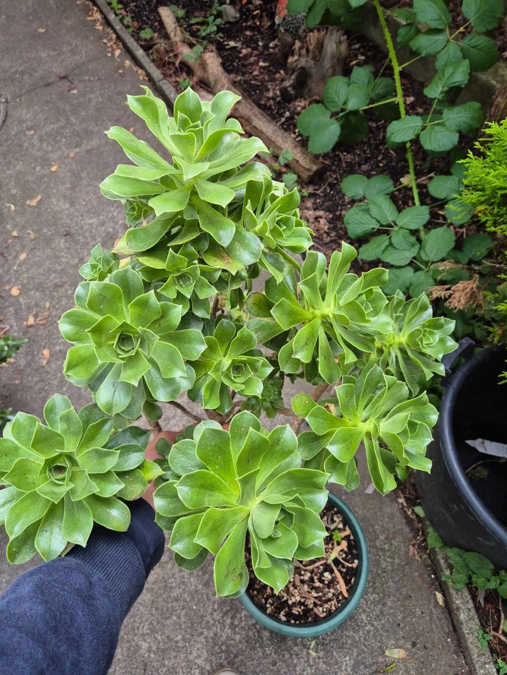 Piante & sementi: Dickblattrosette Aeonium Arboreum – Usato da Dietikon venduto da til_k6qc