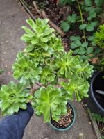 Dickblattrosette Aeonium Arboreum