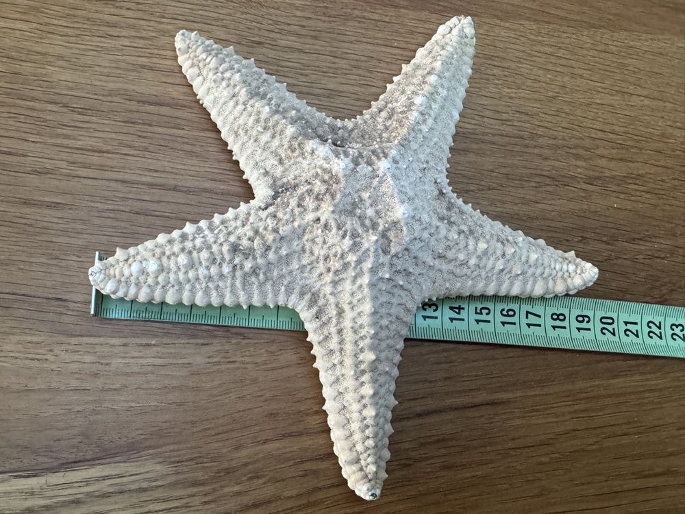 Tutte le decorazioni: Grosser SEESTERN ca. 20 cm Durchmesser - tolles Deko Objekt – Nuovo (secondo la descrizione) da Gurmels venduto da topsommer 3