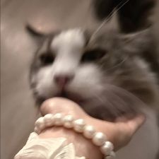 Profile image of tealmintrose