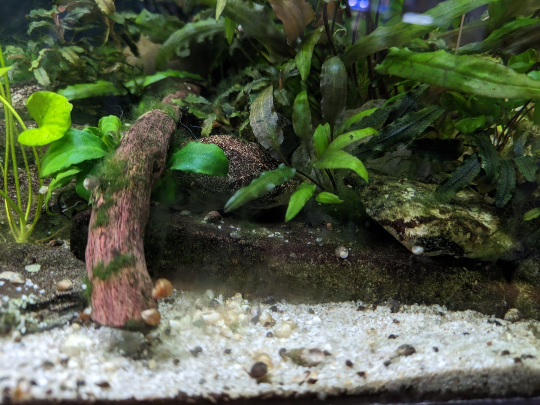 Pflanzen & Samen: Cryptocoryne wendtii - Aquarienpflanze – Neu (gemäss Beschreibung) aus Bäch SZ von _matt_ 1
