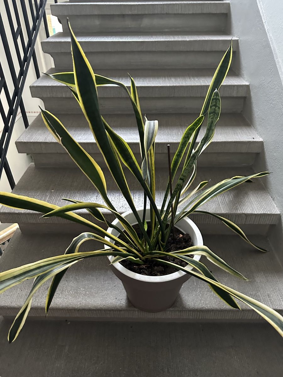 Pflanzen & Samen: Bogenganf /Sansevieria – Gebraucht aus Bern von womiman 2