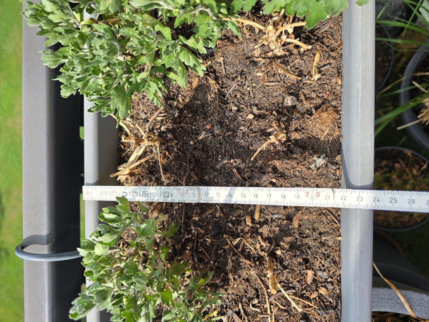 Piante & sementi: Winterharte Chrysanthemen im Elho Topf – Usato da Rickenbach b. Wil venduto da Kth_v8 2