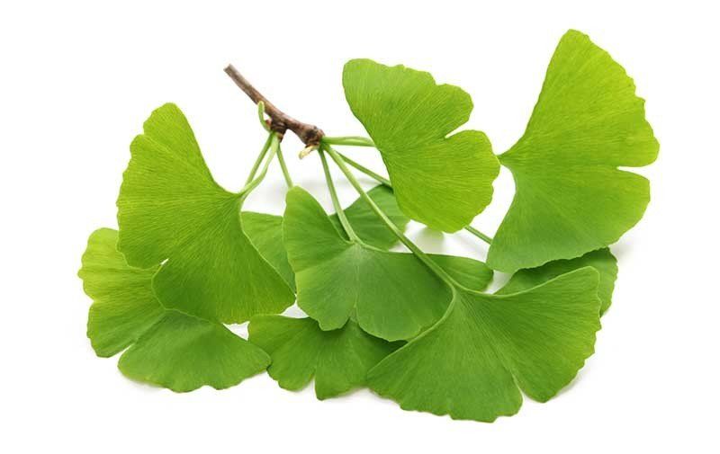 Pflanzen & Samen: Fächerblattbaum - Ginkgo biloba - 2 Pflanzen – Neu und originalverpackt aus Sumiswald von Cham14558 1
