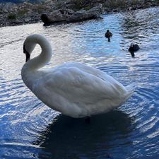 Profile image of Hoousi