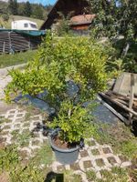 Granatapfel - Punica Granatum - 1 Pflanze - Höhe 110 cm
