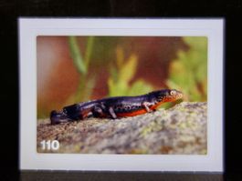 MIGROS MANIA Nature Detectives Nr. 110