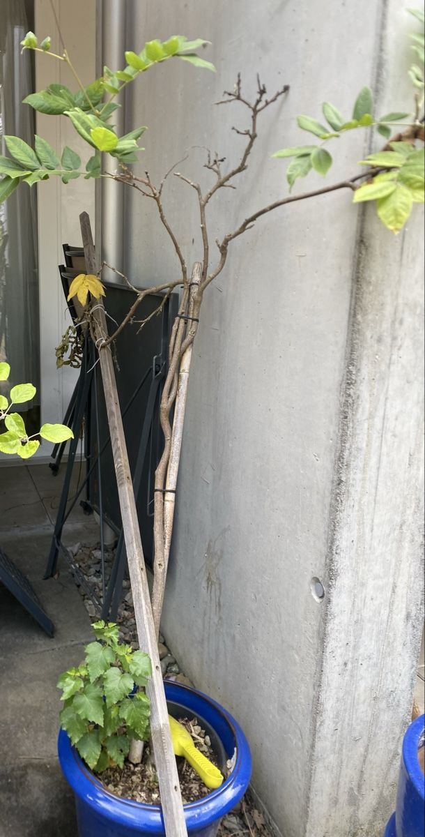 Piante & sementi: Japanische Wisteria – Usato da Urtenen- Schönbühl venduto da windowshopper