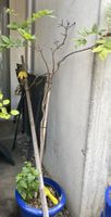 Japanische Wisteria