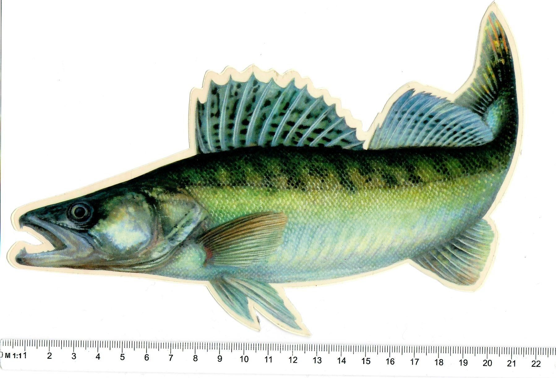 Sticker: Zander  🐟  Aufkleber – Nuovo e nell'imballaggio originale da Roggwil BE venduto da buggs04
