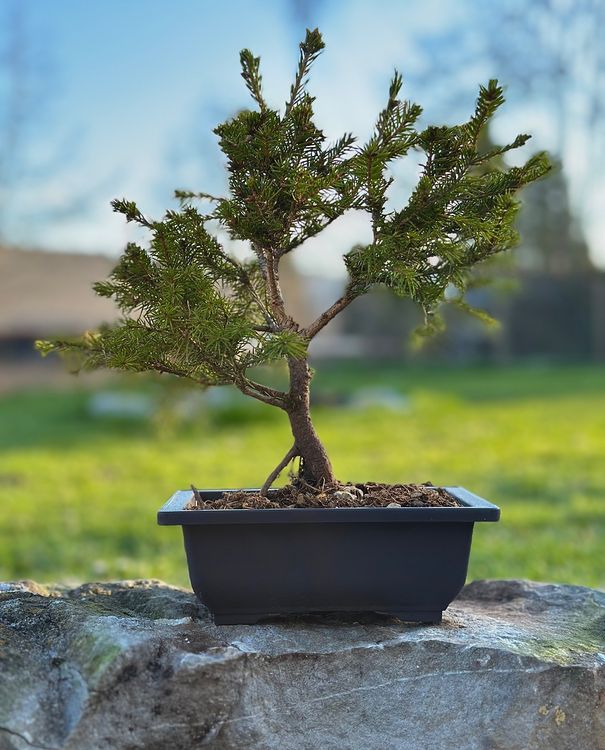 Fichte im Bonsai Topf (Gebraucht) in Degersheim fr CHF 29  nur Abholung  auf Ricardo kaufen