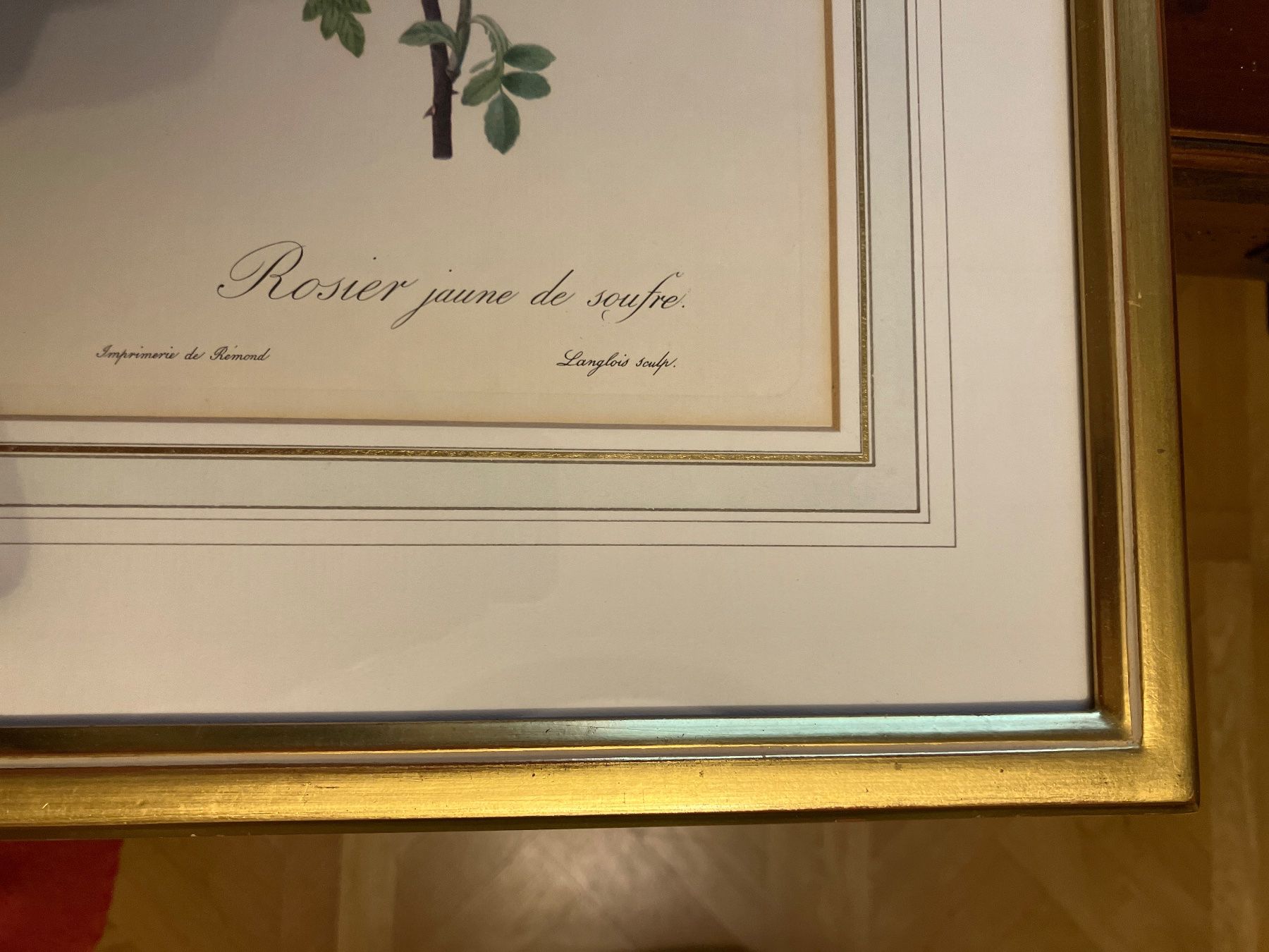 Foto & Immagini: Gerahmter Druck Pierre Joseph Redoute – Usato da Schönholzerswilen venduto da SommerhausFurniture 1
