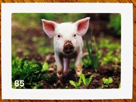 Migros Nature Detectives - Bild Nr. 85