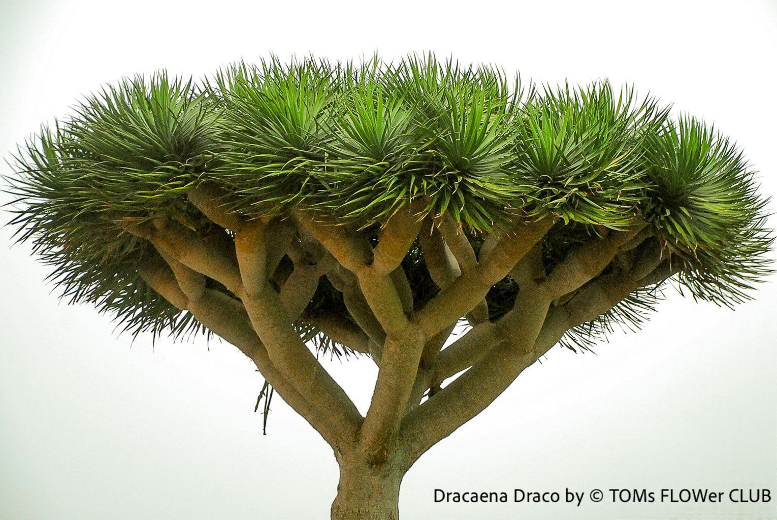 Piante & sementi: Dracaena Draco - Drachenbaum - Dein Pflanzenbegleiter – Nuovo e nell'imballaggio originale da Adliswil venduto da astom369