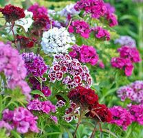 30 samen MIX  Gartennelke Dianthus Barbatus 30 graines MIX