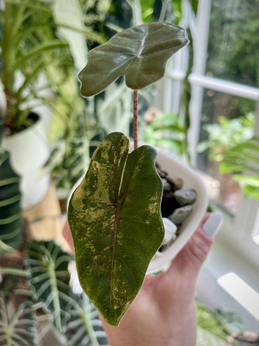 Piante & sementi: Alocasia Pseudo Sanderiana Aurea Variegata – Nuovo (secondo la descrizione) da Watt venduto da anics.plants 1