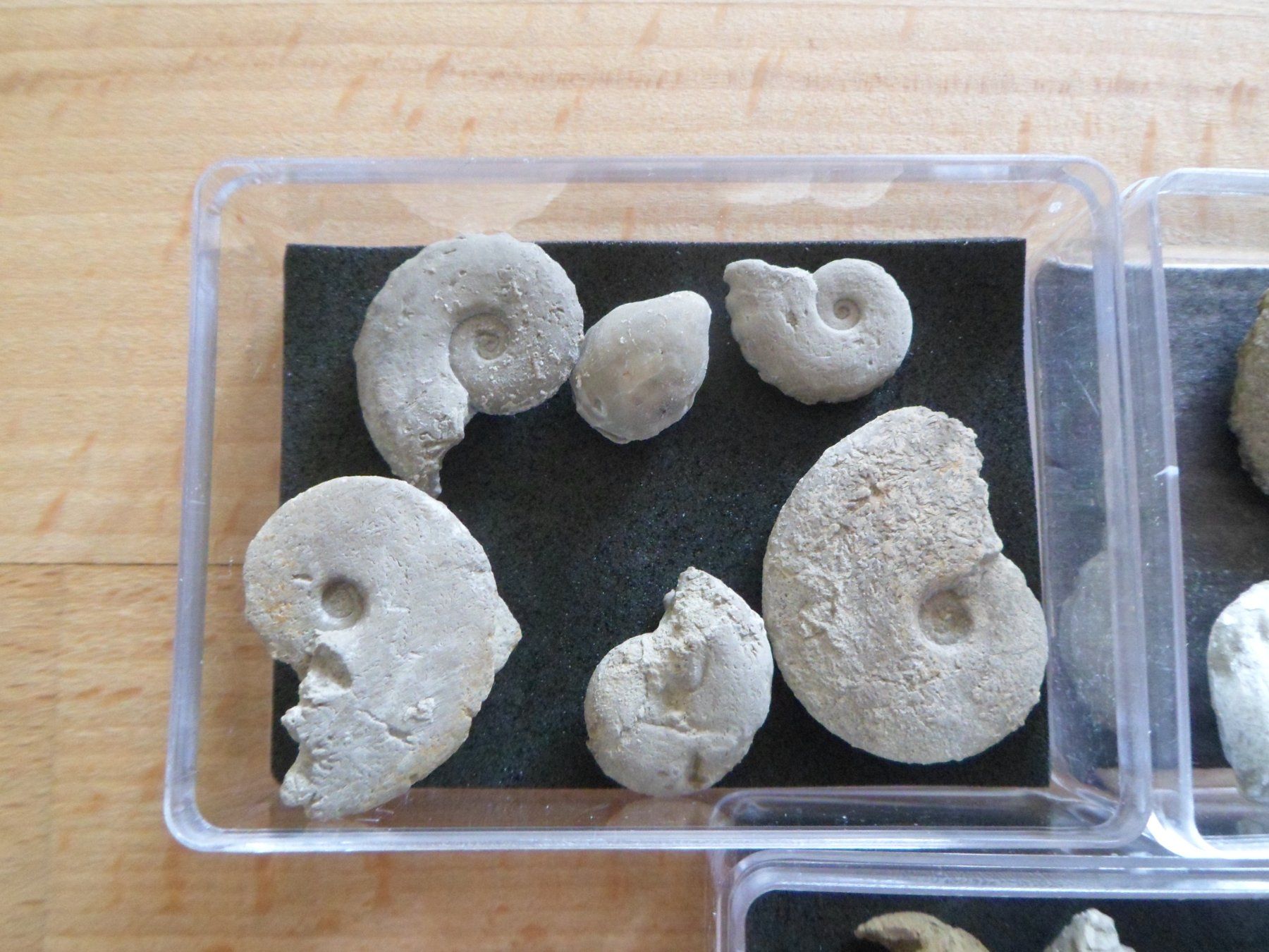 Fossili: Fossilien Schweiz – Usato da Affoltern am Albis venduto da Fossil60 1