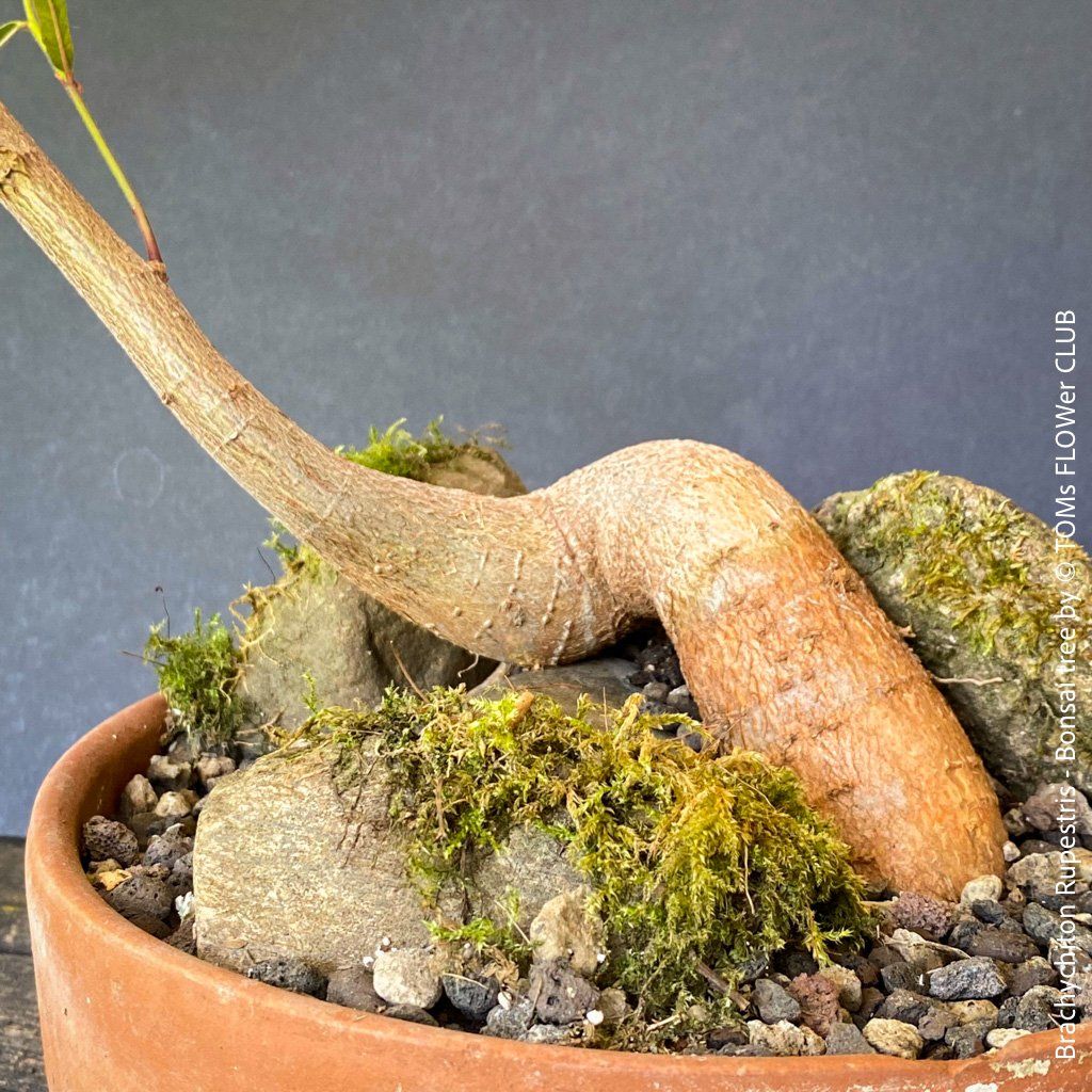 Piante & sementi: Brachychiton Rupestris Bonsai, Flaschenbaum, 50cm – Usato da Adliswil venduto da TAKEYOURPLANT 2