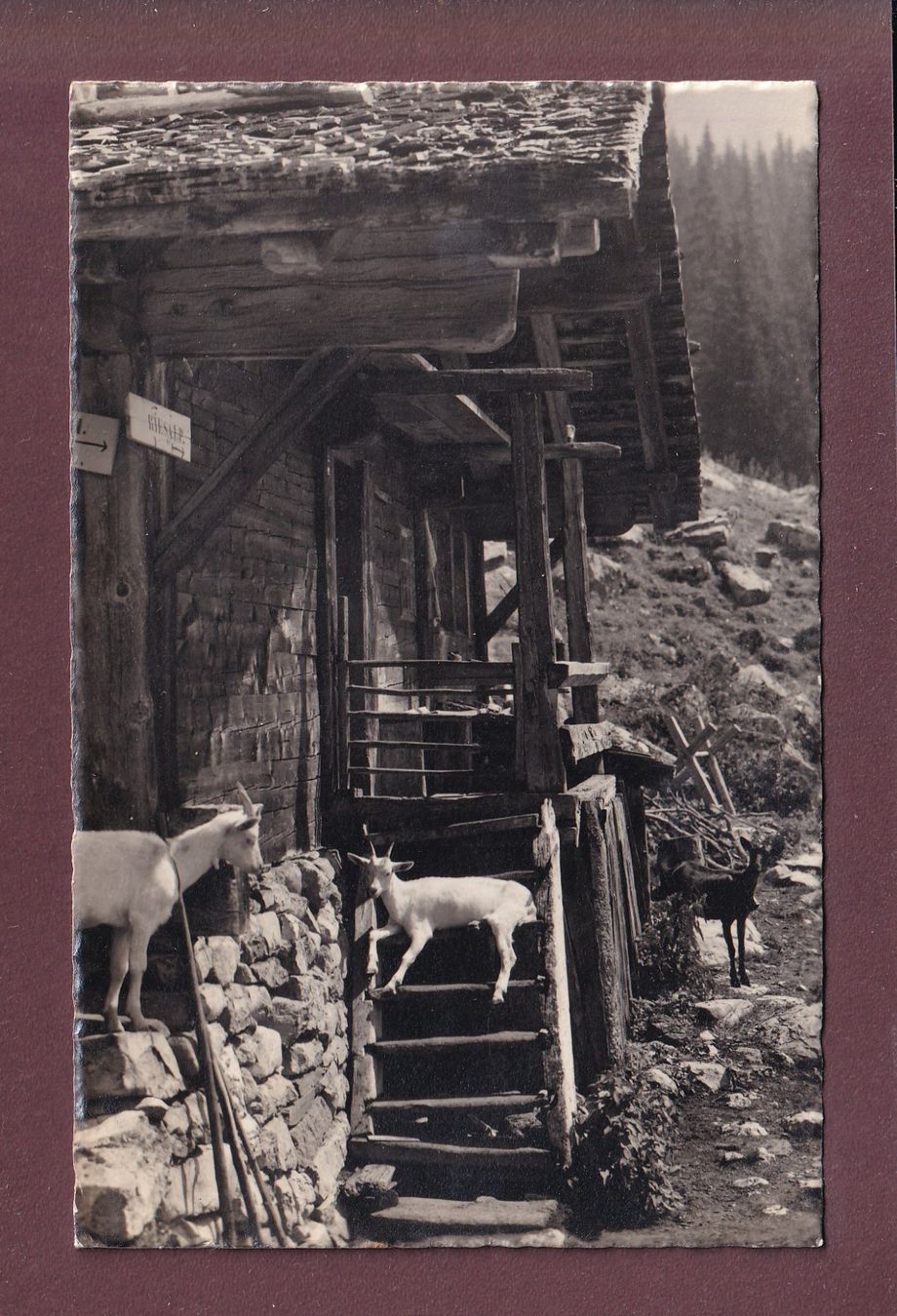 Cartoline postali: ZIEGEN bei der Alphütte - E. Gyger - 1936 // Falte // – Usato da Pully venduto da nicecards