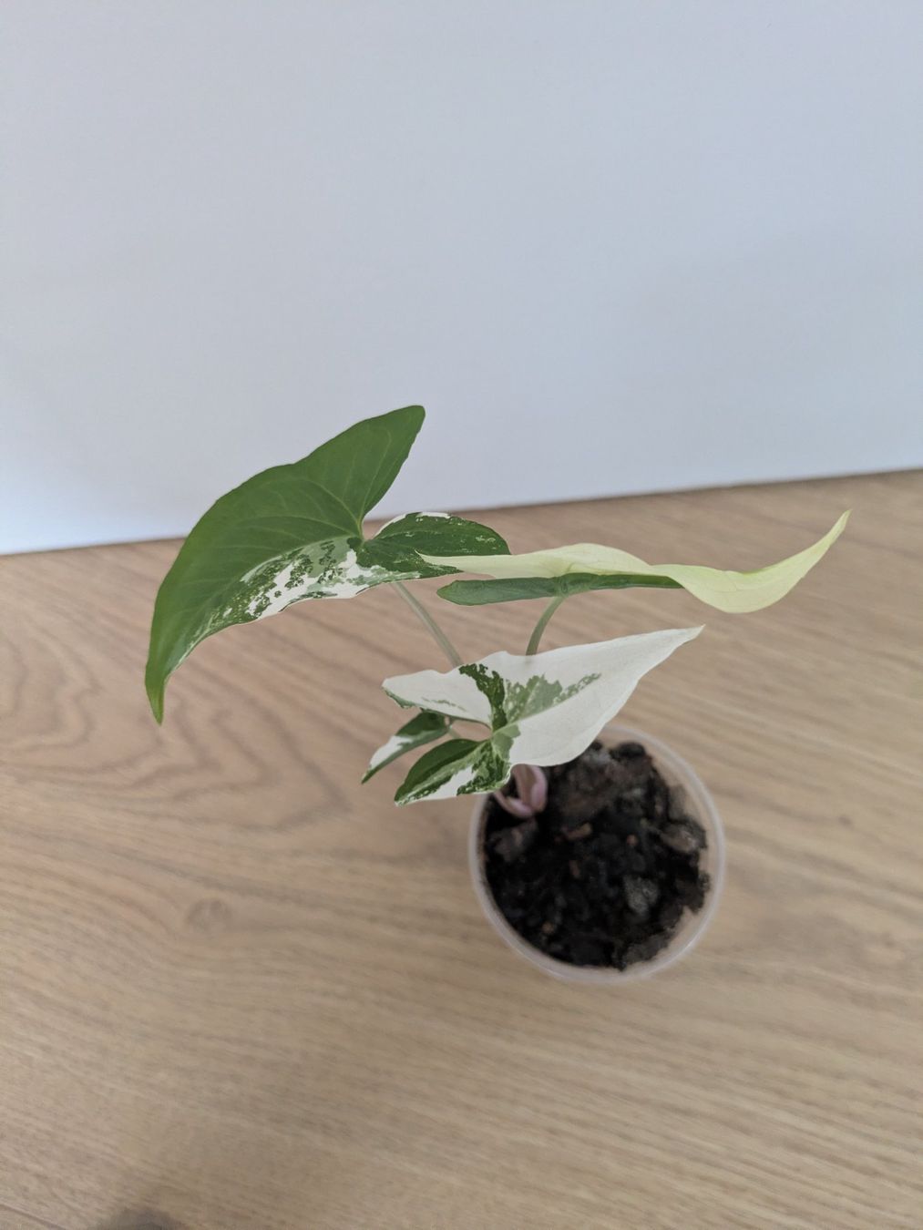 Piante & sementi: Syngonium albo variegata - Rare – Usato da Winkel venduto da Kade50 1