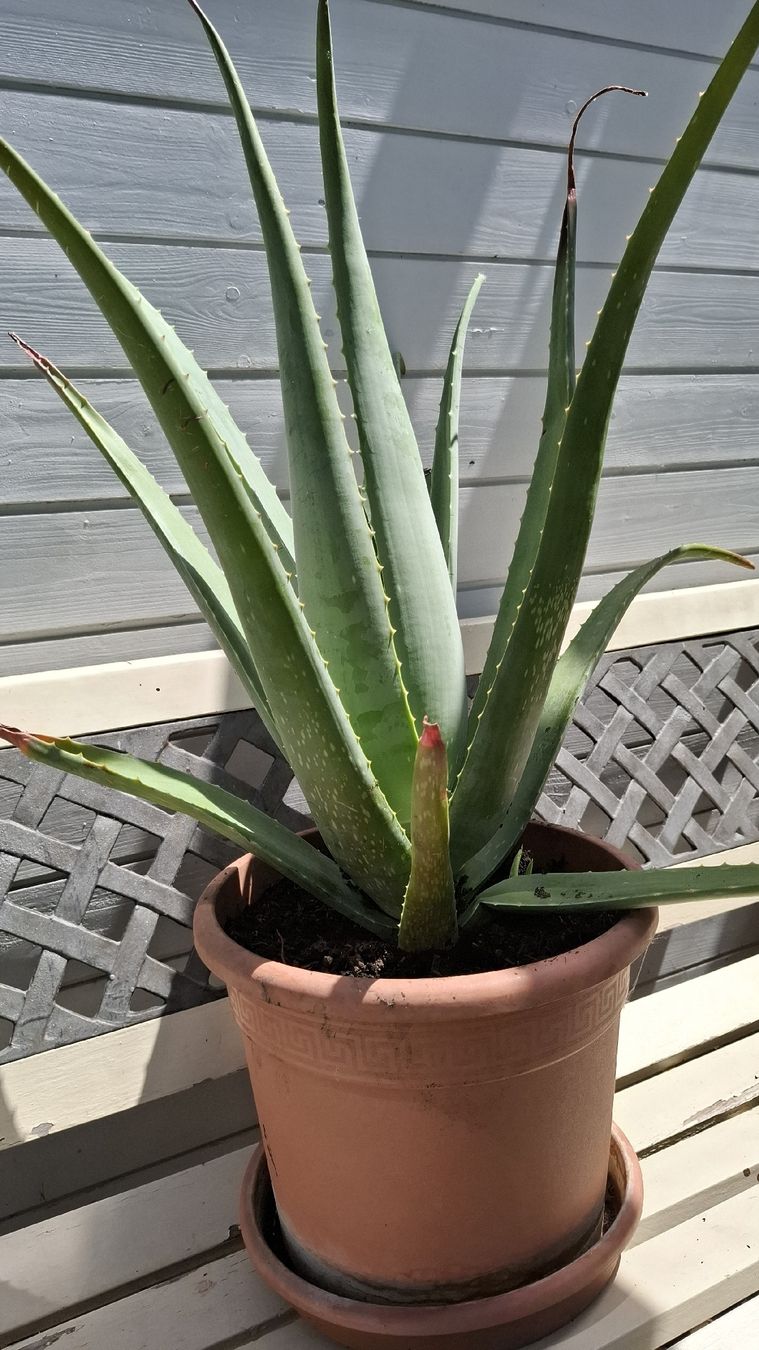 Piante & sementi: Grosse Aloe Vera Pflanze Topf  – Usato da Emmen venduto da Tigerlady 1