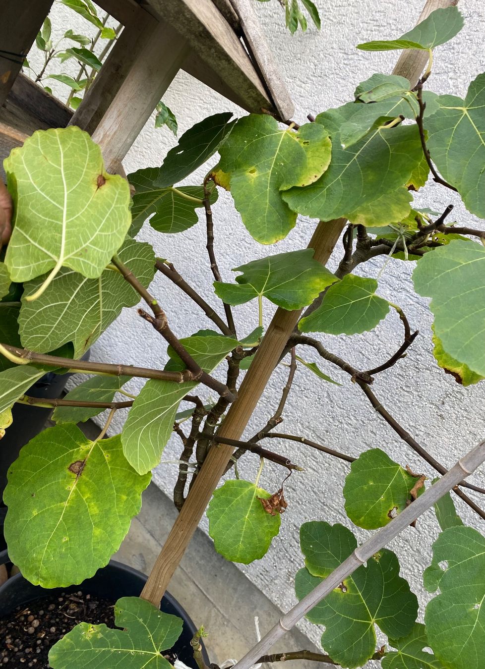 Piante & sementi: Feigenbaum Feige Feigen Baum Pflanzen Topf  Blumetopf – Usato da Dottikon venduto da 6571 3
