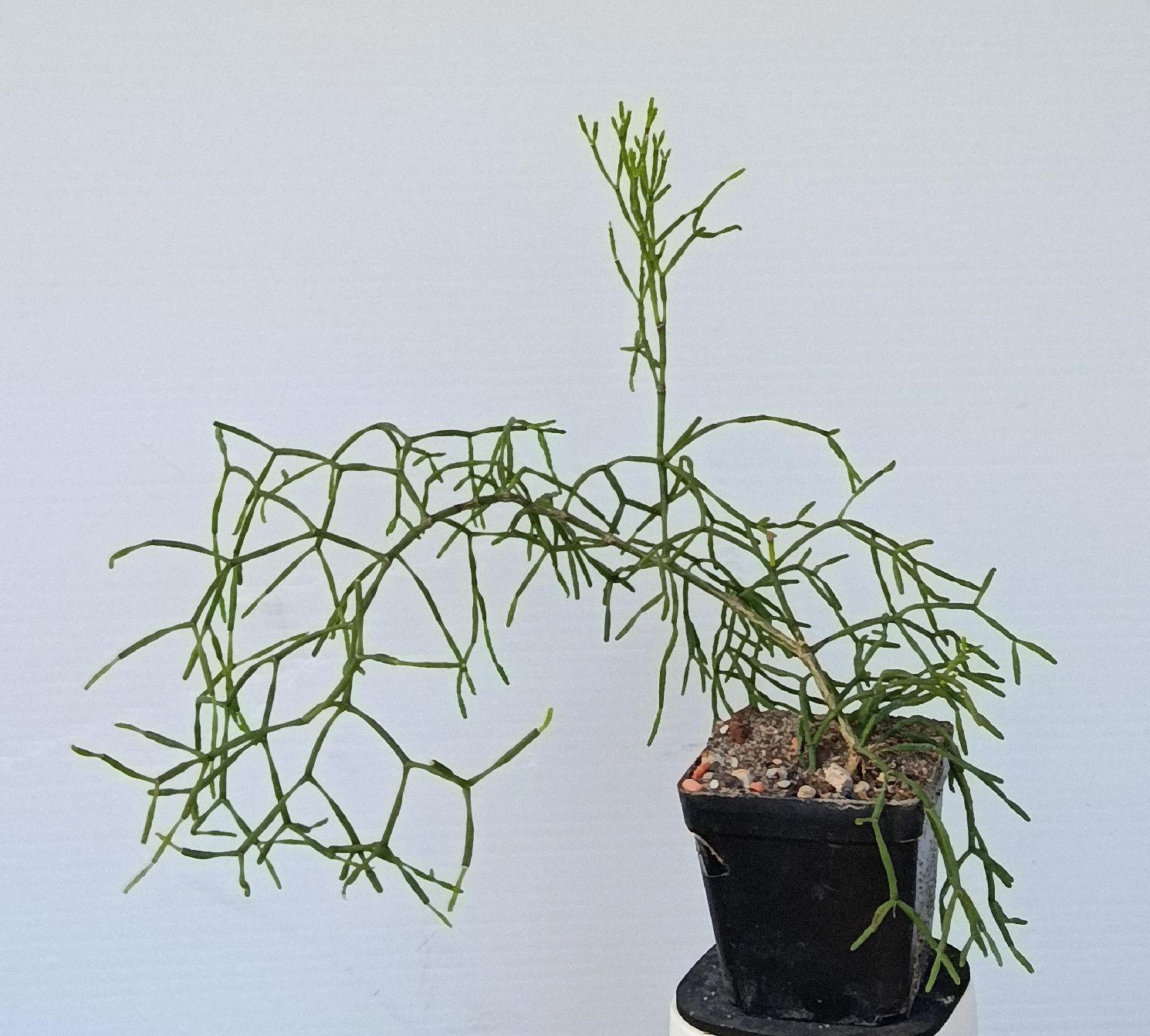Piante & sementi: Rhipsalis  – Usato da Comano venduto da che_8lc2