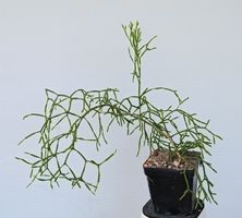 Rhipsalis 