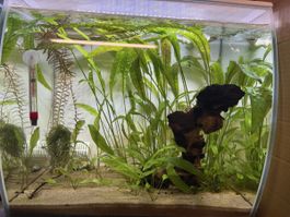 Fluval Aquarium Flex LED in weiss, 57 Liter 