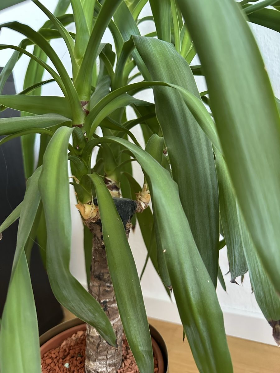 Piante & sementi: Yucca Palme top Zustand ca. 100 – Usato da Liestal venduto da Busra99 2