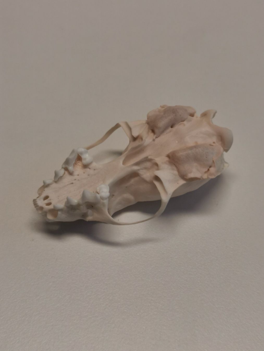 Il mondo degli animali: Tierschädel Knochen Taxidermy – Nuovo (secondo la descrizione) da Fischbach-Göslikon venduto da PitBullDoll 2
