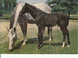Pferde ca. 1960