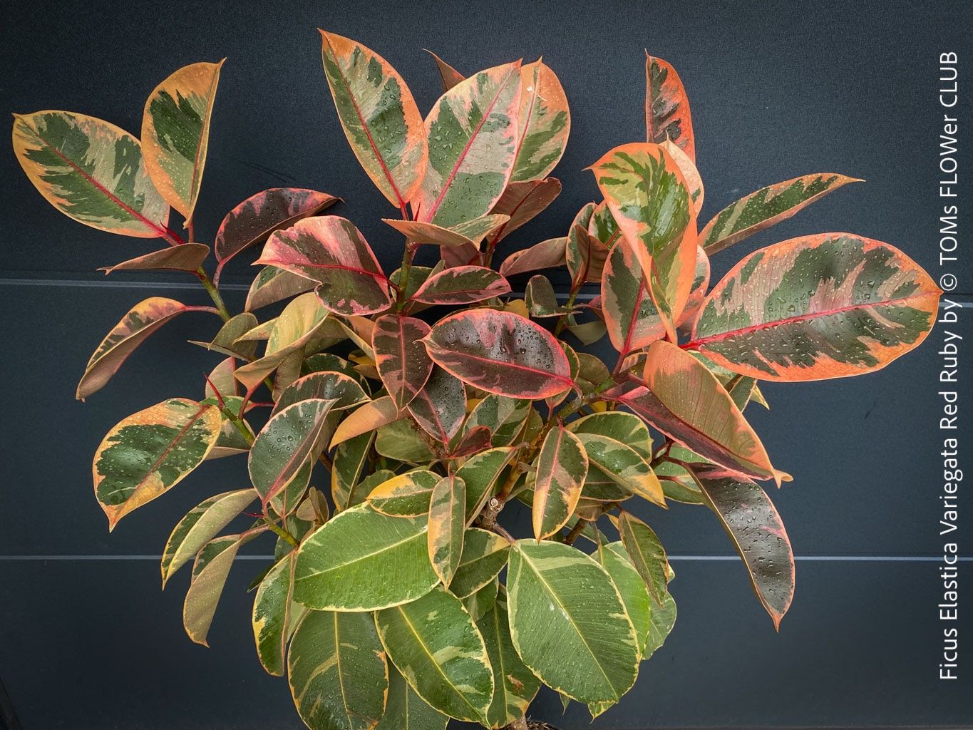 Pflanzen & Samen: Ficus Elastica Variegata Red Ruby - 130cm Baum – Neu und originalverpackt aus Adliswil von astom369 1