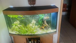 Sehr gepflegtes Fischaquarium komplett zu verkaufen!