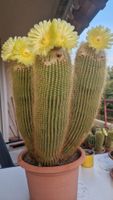 Blühfreudiger Notokaktus Lenghausii 25cm Topf,37cm hoch