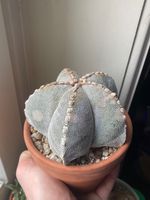 Riesige Astrophytum myriostigma cv. Onzuka