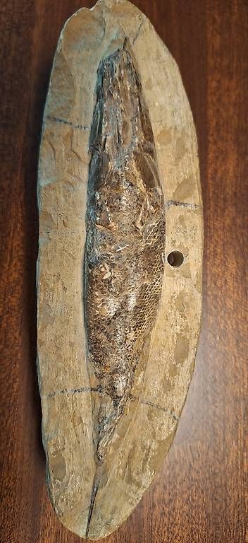 Fossili: Fossiler Fisch – Usato da Ettingen venduto da RvZ 1