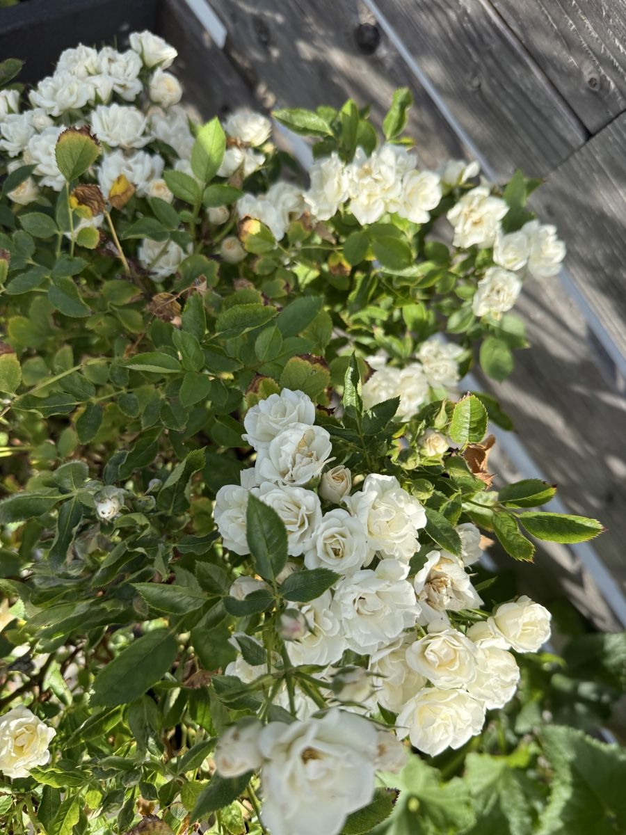Piante & sementi: Rosen Stämmchen weiss (ohne Topf) – Usato da Schlieren venduto da Schnaepliparadies 3