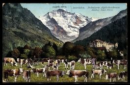 AK Interlaken, Prämierte Alpfleckviehrasse, Bes. Emil Hirni