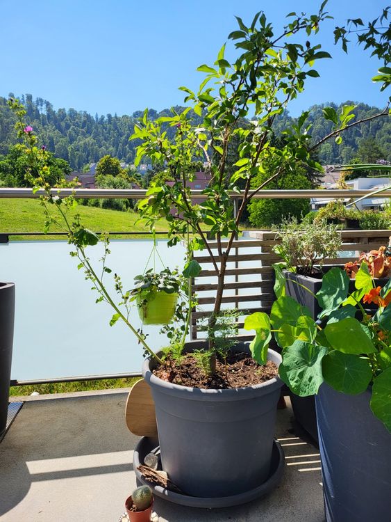 Apfelbaum kleine Sorte, fürs Balkon Kaufen auf Ricardo