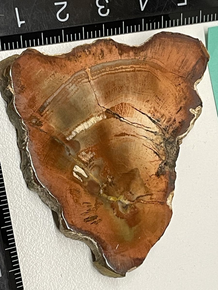 Minerali & Pietre curative: Heilstein versteinertes Holz – Usato da Rümlang venduto da euqinom16 1